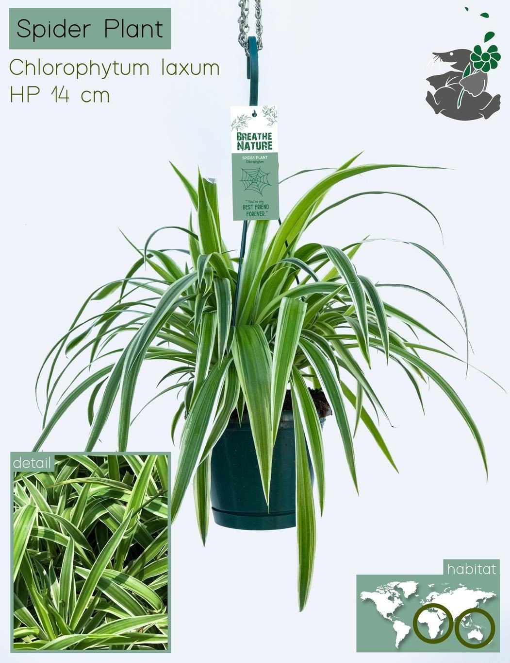 Chlorophytum 14cm Comosum White - Hanging The Horti House