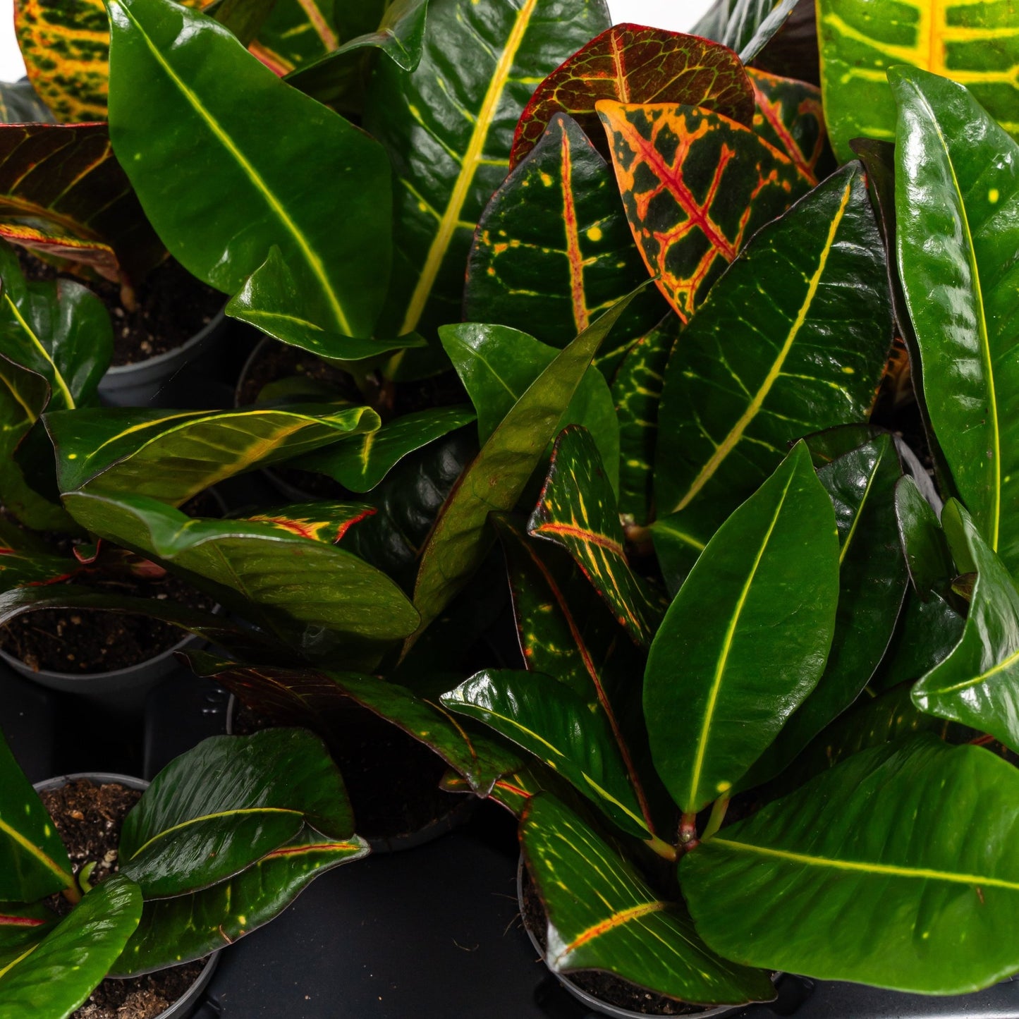 Codiaeum 6cm - Green Plant The Horti House