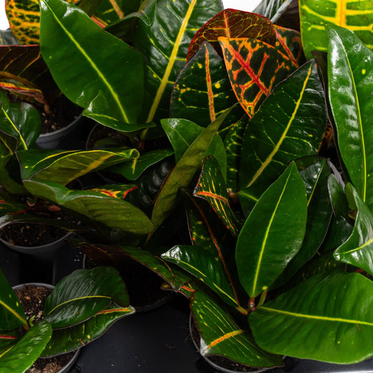Codiaeum 6cm - Green Plant The Horti House