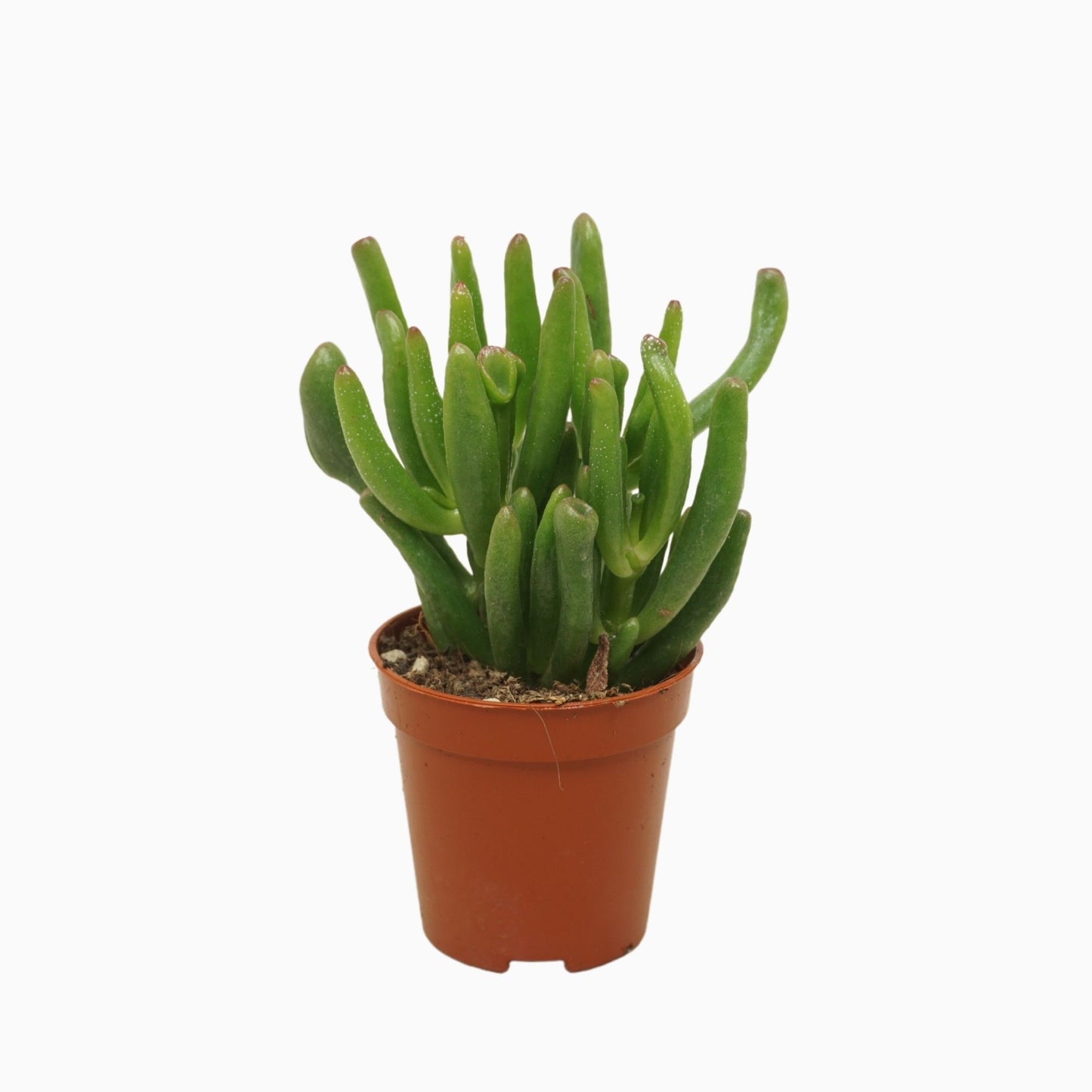 Crassula 5.5cm Gollum - Green Plant The Horti House