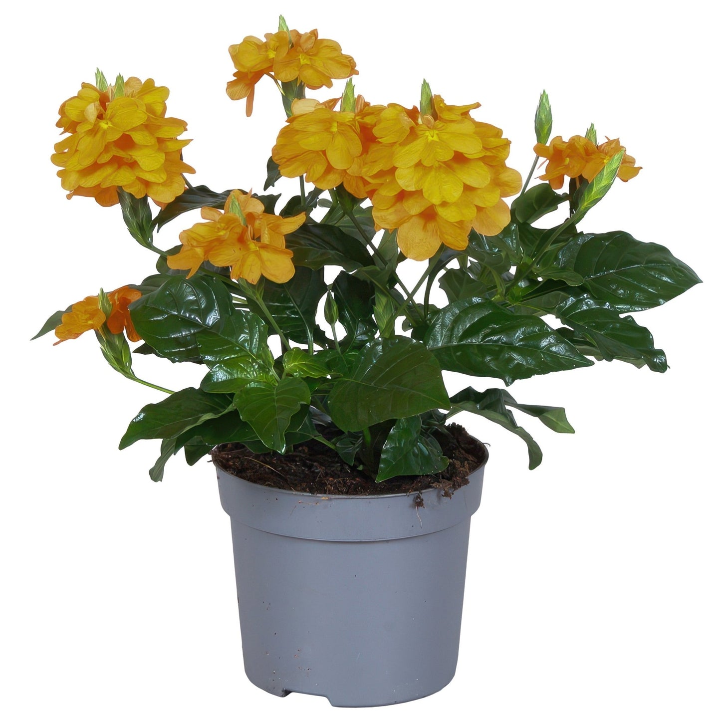 Crossandra 13cm Fortuna - Flowering The Horti House