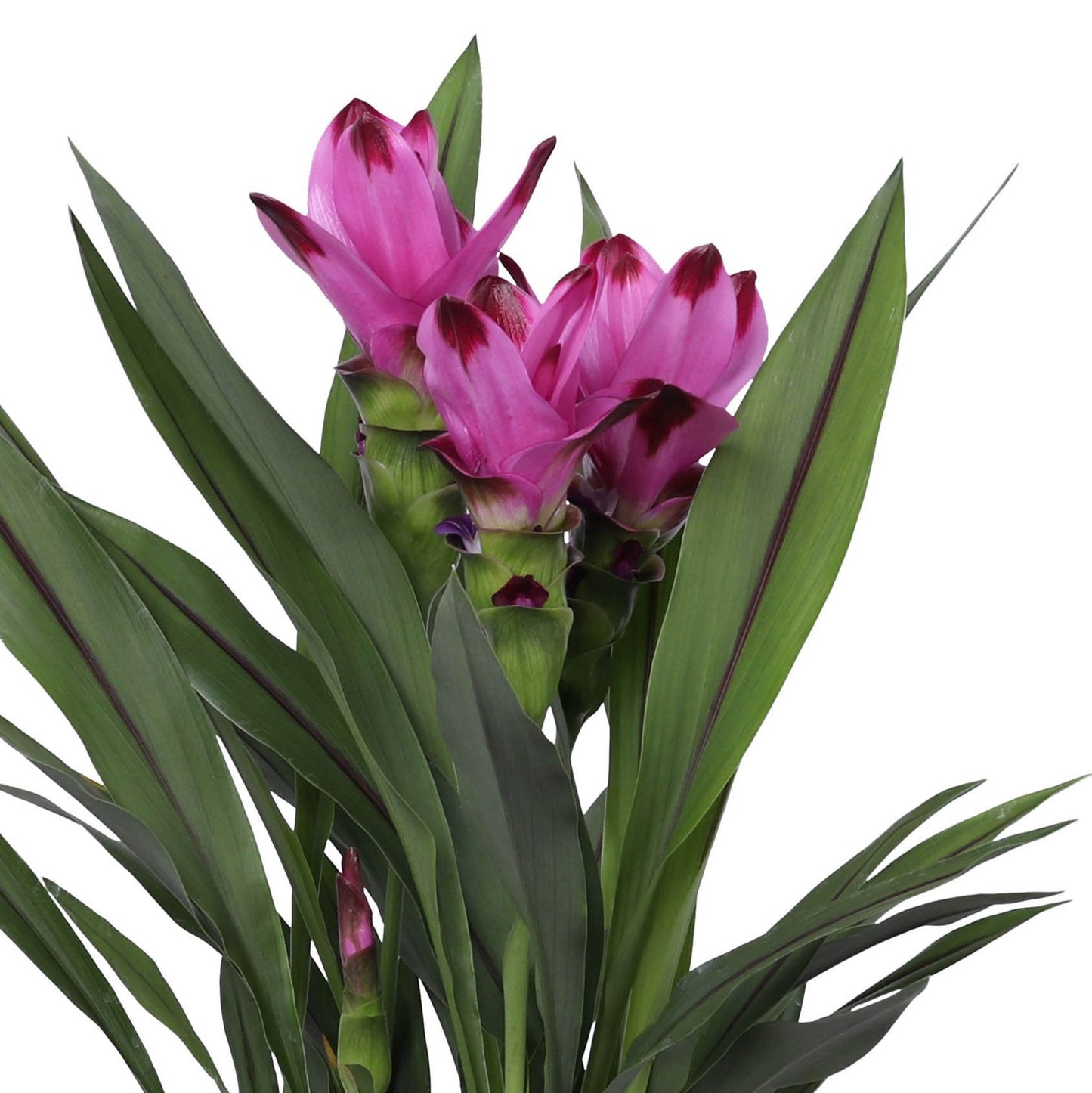Curcuma 14cm Siam Splash - Flowering The Horti House