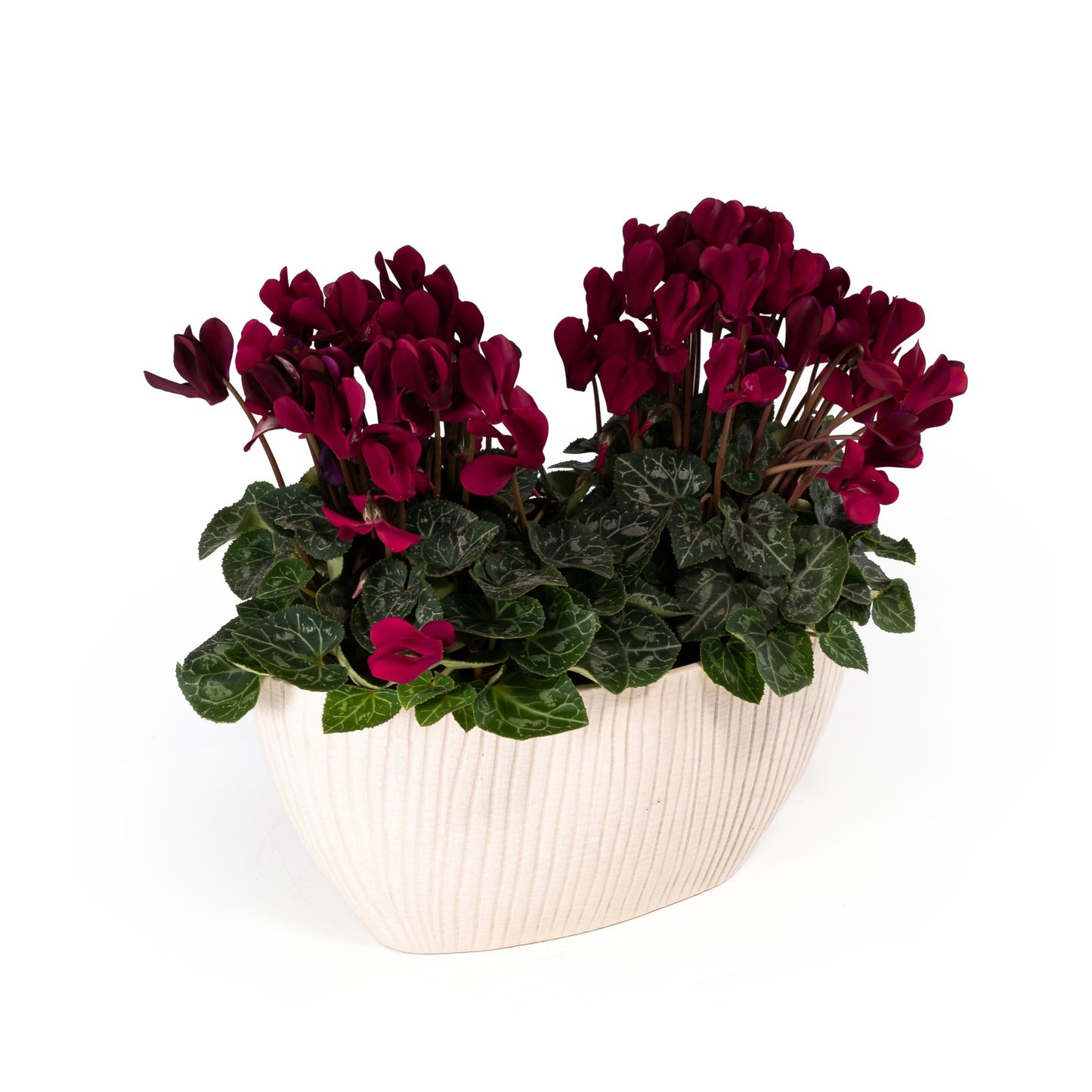 Cyclamen Duo In Artisan No.4 Planter - Flowering The Horti House