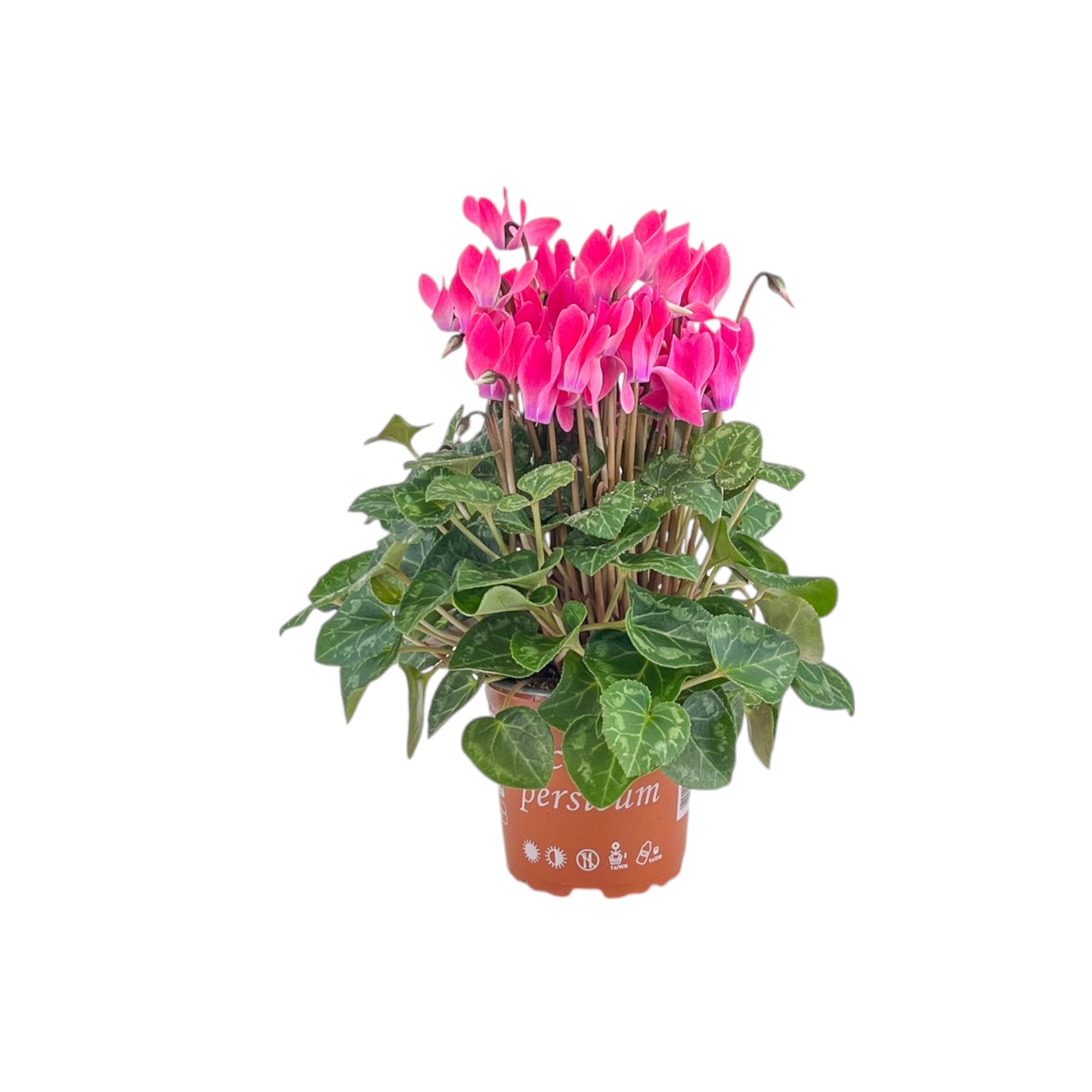 Cyclamen 10.5cm Seasonal Mix