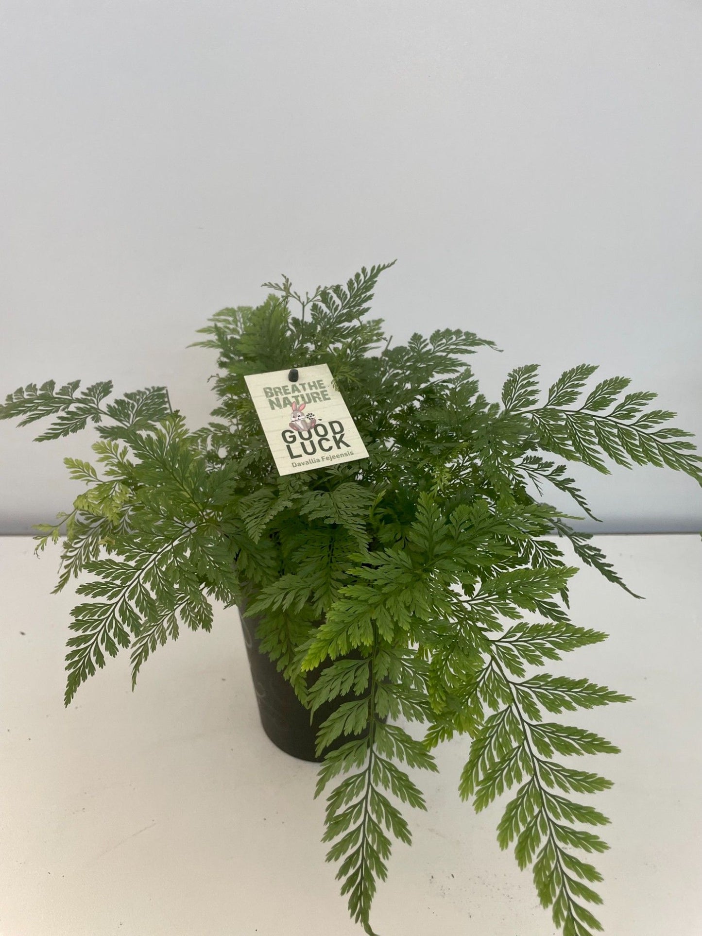 Davallia 14cm Fejeensis - Green Plant The Horti House