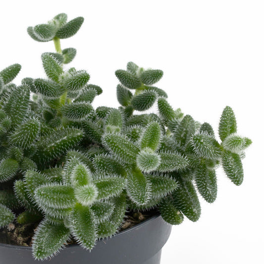 Delosperma 12cm Echinatum - Succulent The Horti House