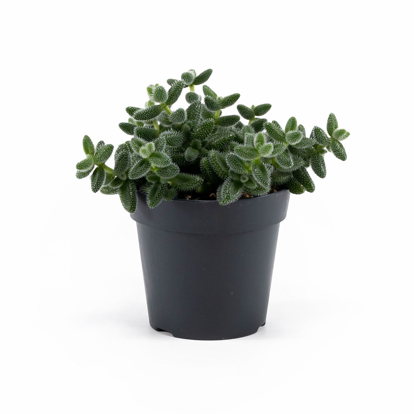 Delosperma 12cm Echinatum - Succulent The Horti House