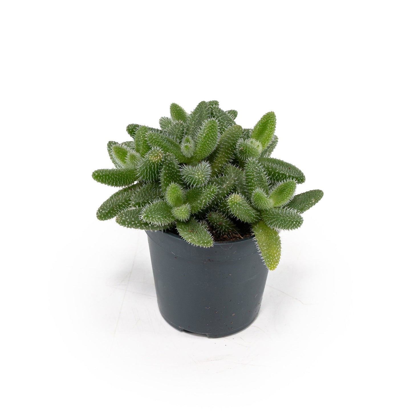 Delosperma 5.5cm Echinatum - Succulent The Horti House