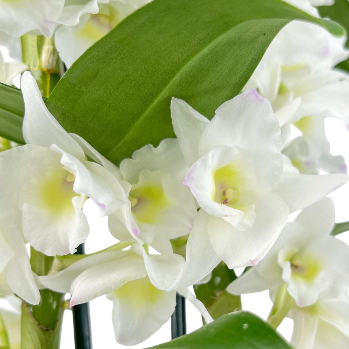Dendrobium Nobile 12cm Twin Stem - Flowering The Horti House