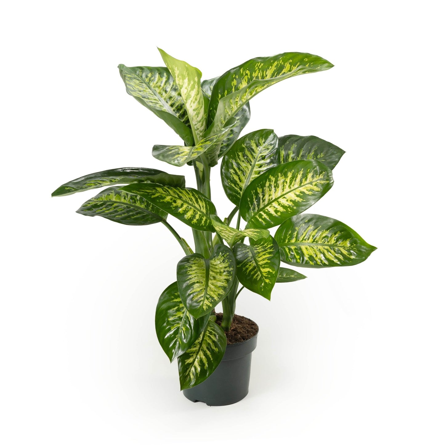 Dieffenbachia 23cm Tropic Snow - Foliage The Horti House