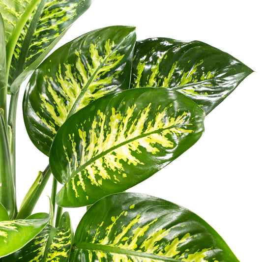 Dieffenbachia 23cm Tropic Snow