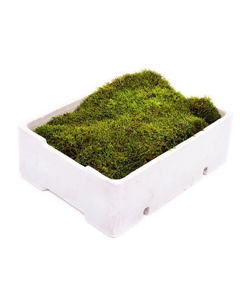 Double Box Flat Moss - Accessories The Horti House