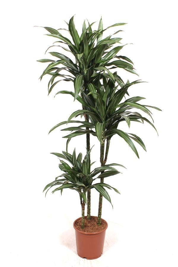 Dracaena 24cm Ulises