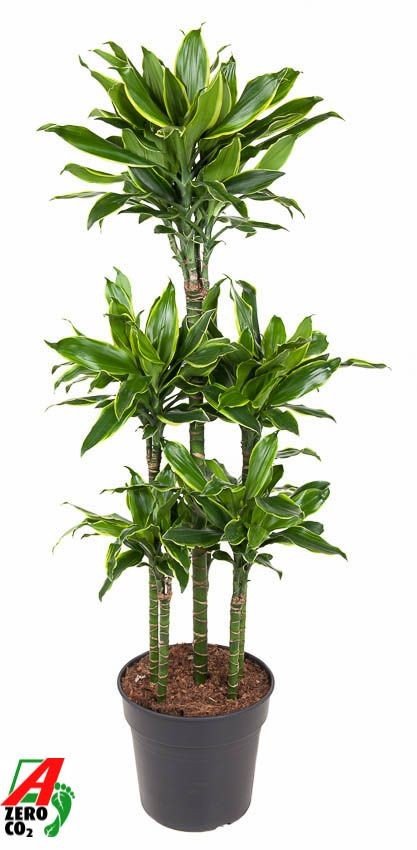 Dracaena 31cm Gold Coast Carrousel - Green Plant The Horti House
