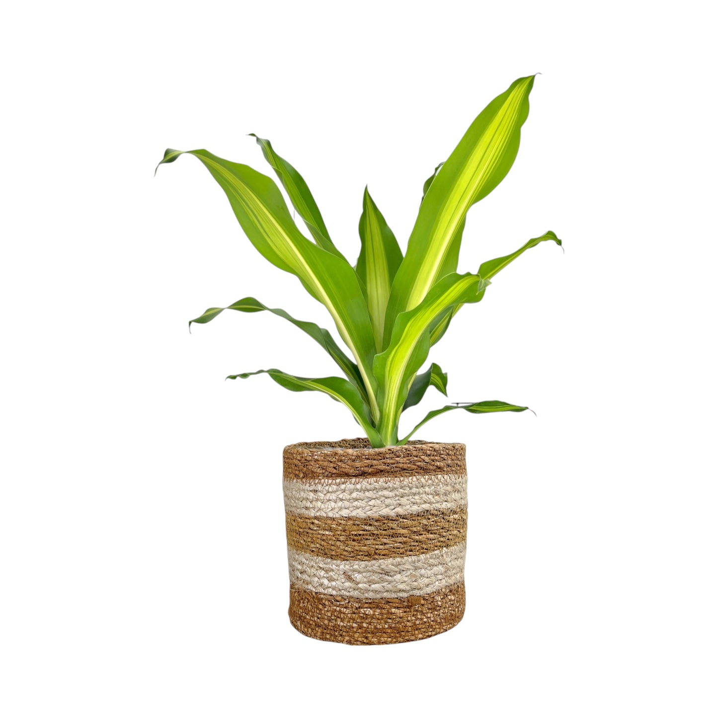 Green Plant 17cm British Mix in Basket - Green Plant The Horti House