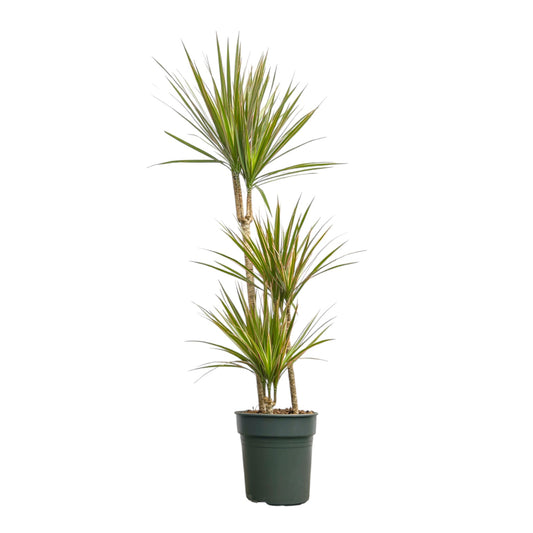 Dracaena 21cm Bi - Colour - Green Plant The Horti House