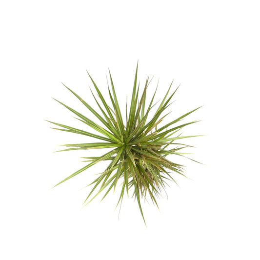 Dracaena 21cm Bi - Colour - Green Plant The Horti House