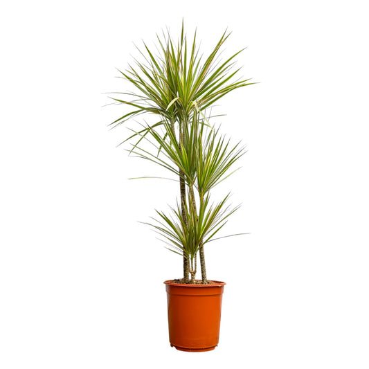 Dracaena 24cm Bi - Colour - Green Plant The Horti House