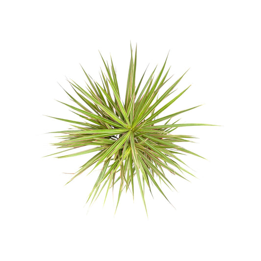 Dracaena 24cm Bi - Colour - Green Plant The Horti House