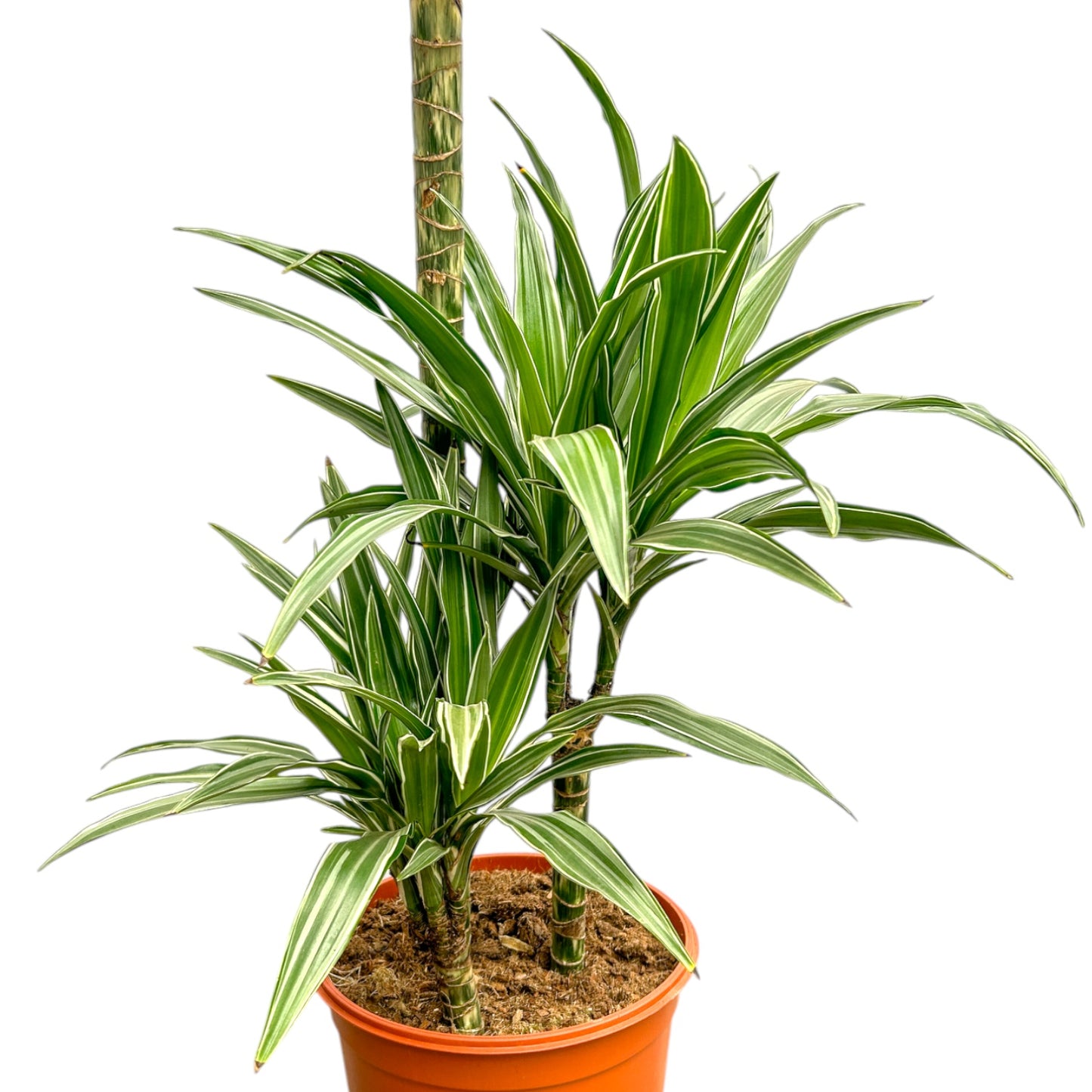 Dracaena 24cm Warenckii Compacta - Green Plant The Horti House