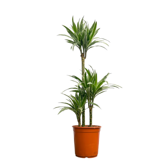 Dracaena 24cm Warenckii Compacta - Green Plant The Horti House