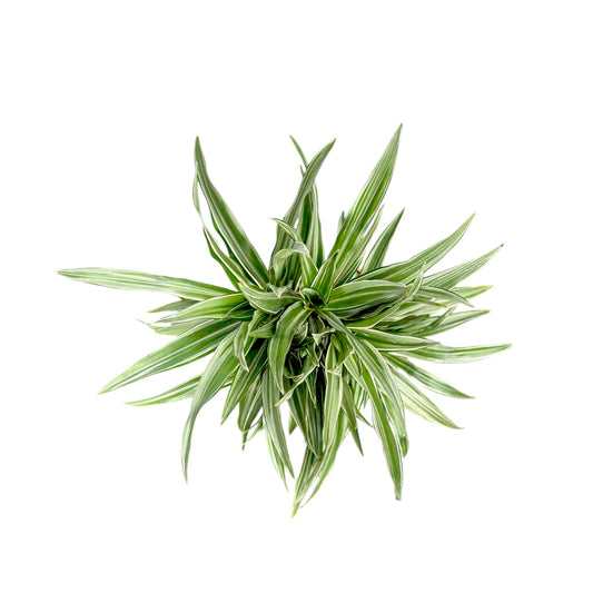 Dracaena 24cm Warenckii Compacta - Green Plant The Horti House