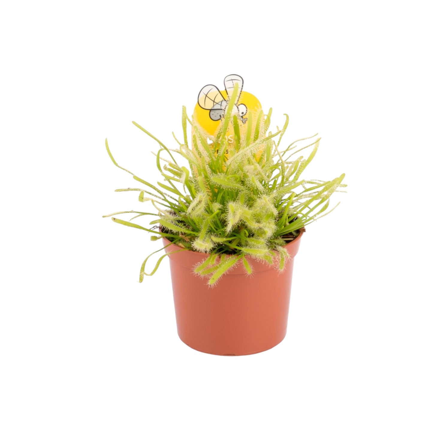 Carnivorous 8.5cm Drosera Sundew Mix