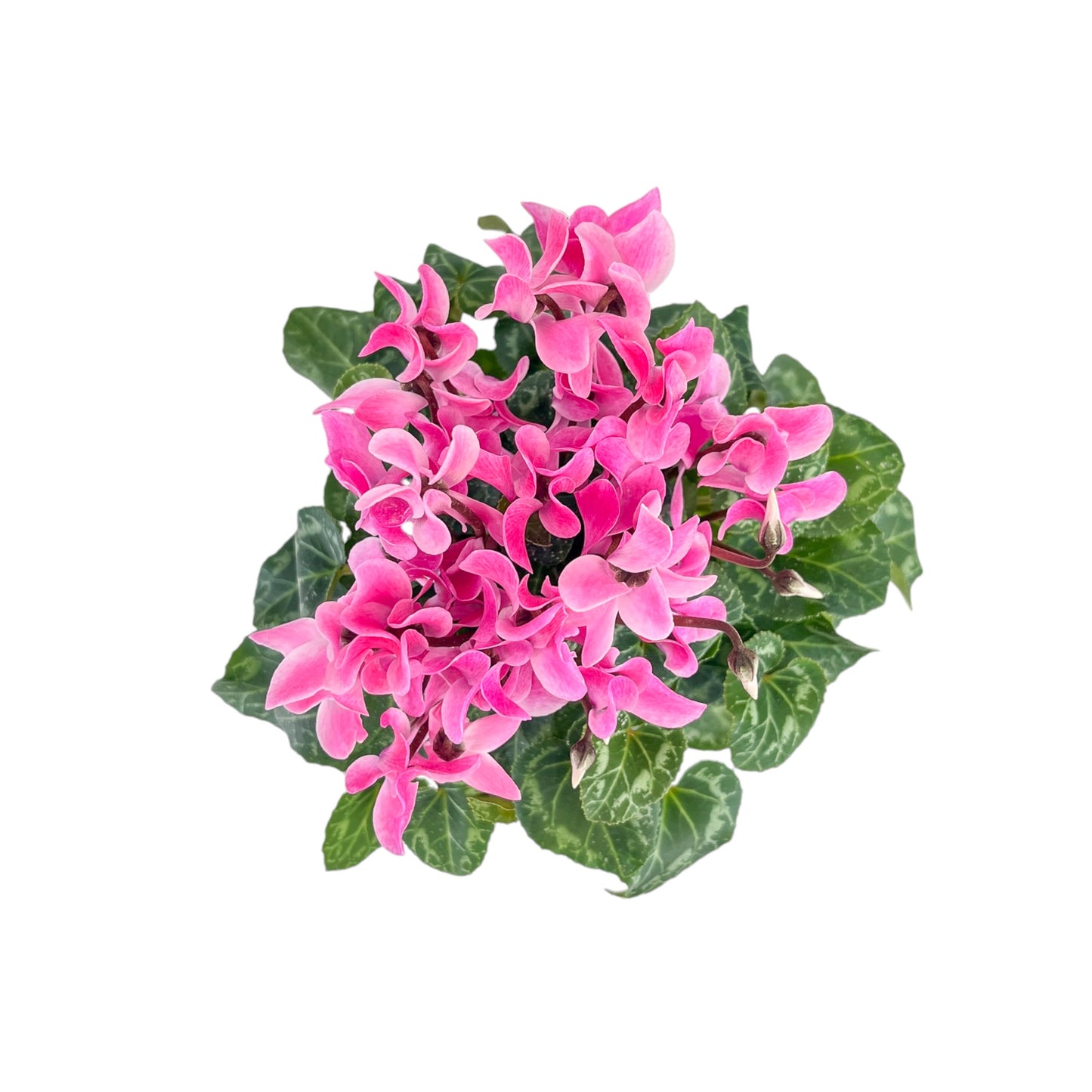 Cyclamen 10.5cm Seasonal Mix