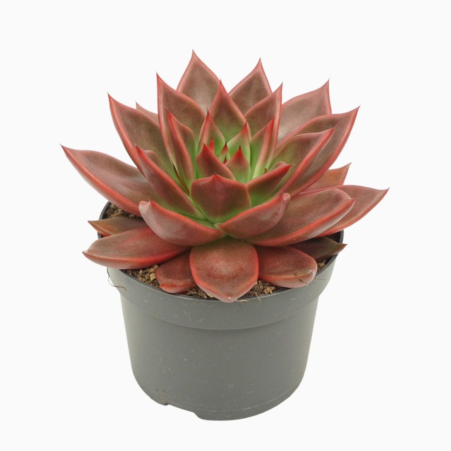 Echeveria 13cm Antaris - Green Plant The Horti House