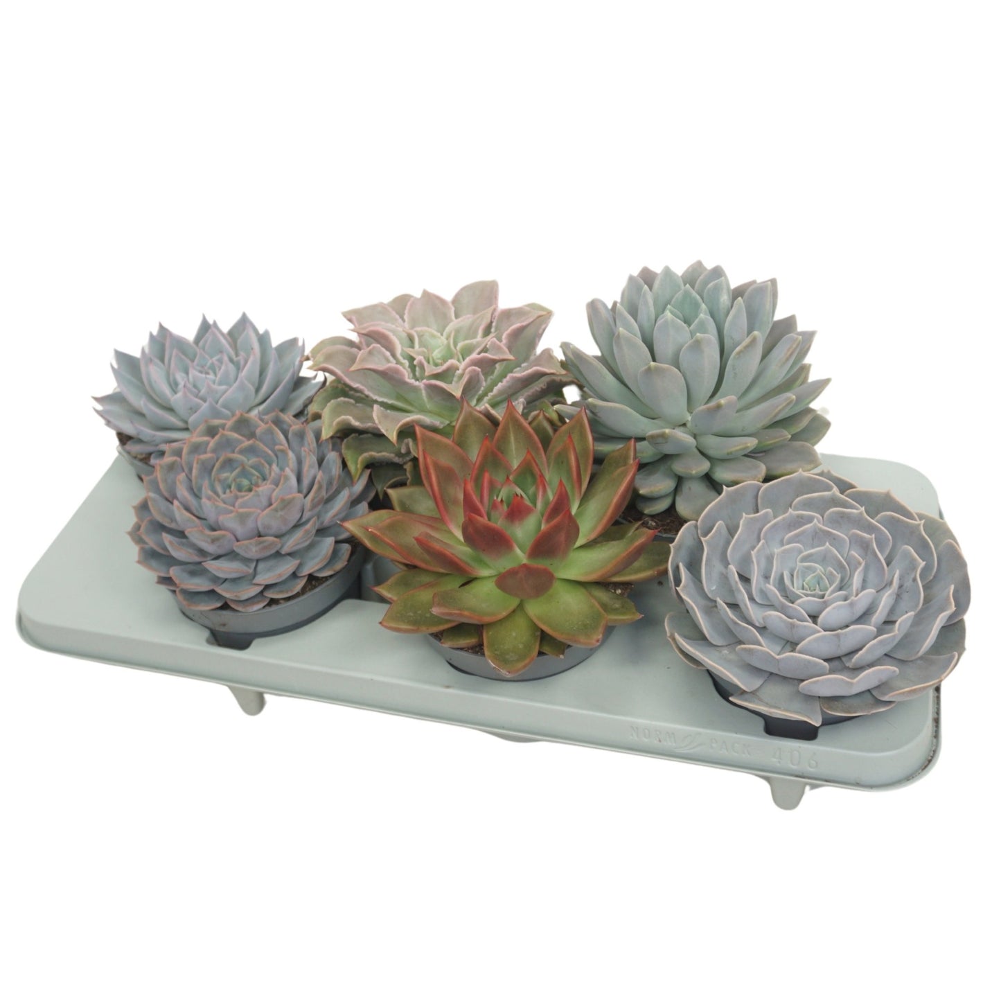 Echeveria 13cm Mix - Green Plant The Horti House