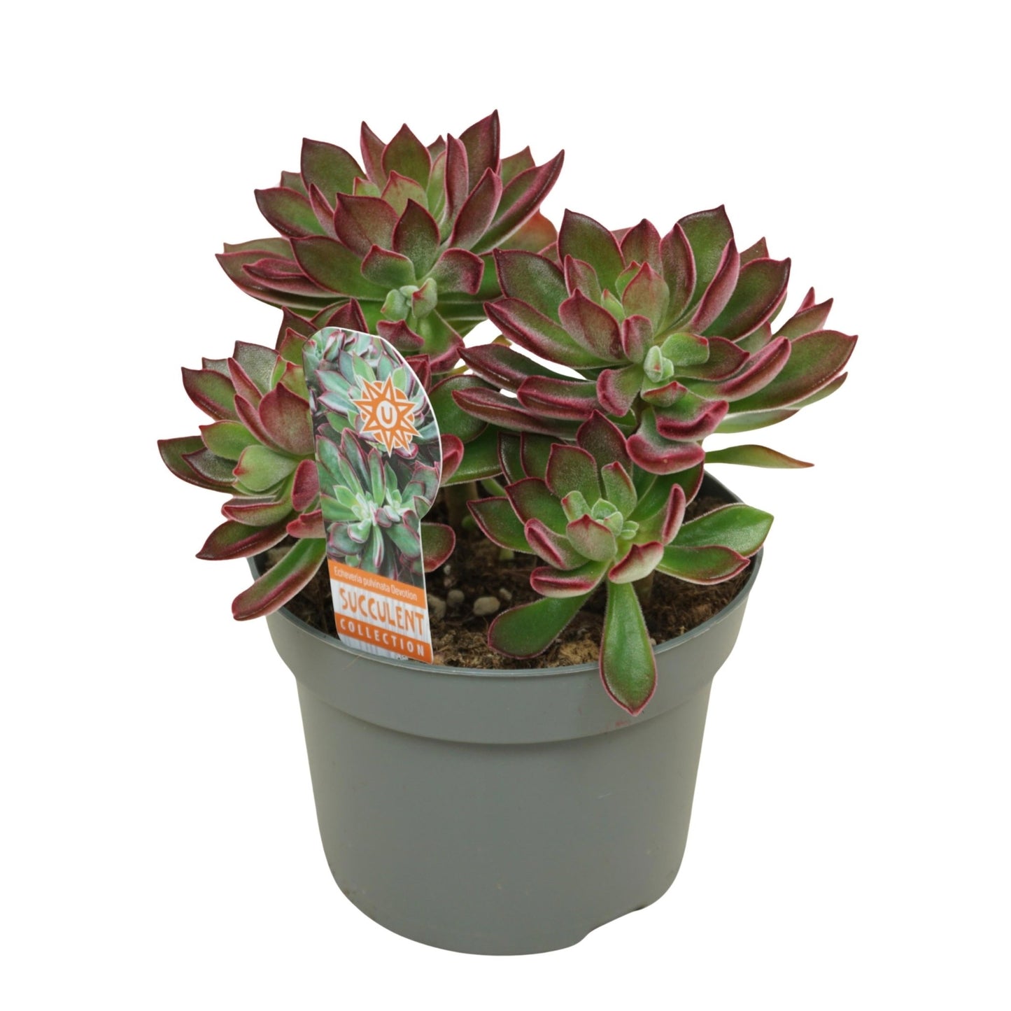 Echeveria 13cm Pulvinata Devotion - Succulent The Horti House
