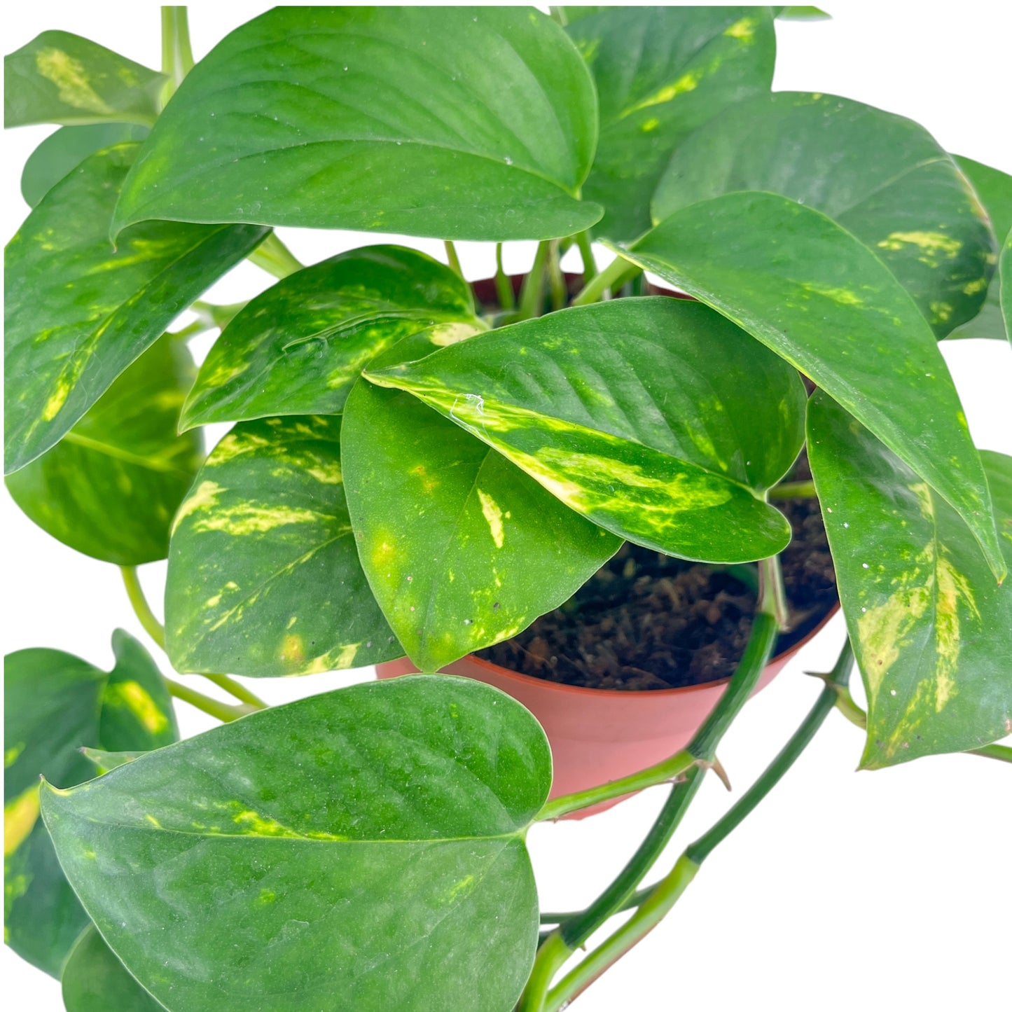 Epipremnum 12cm Aureus - Green Plant The Horti House