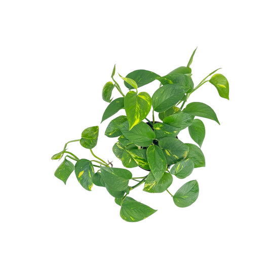 Epipremnum 12cm Aureus - Green Plant The Horti House