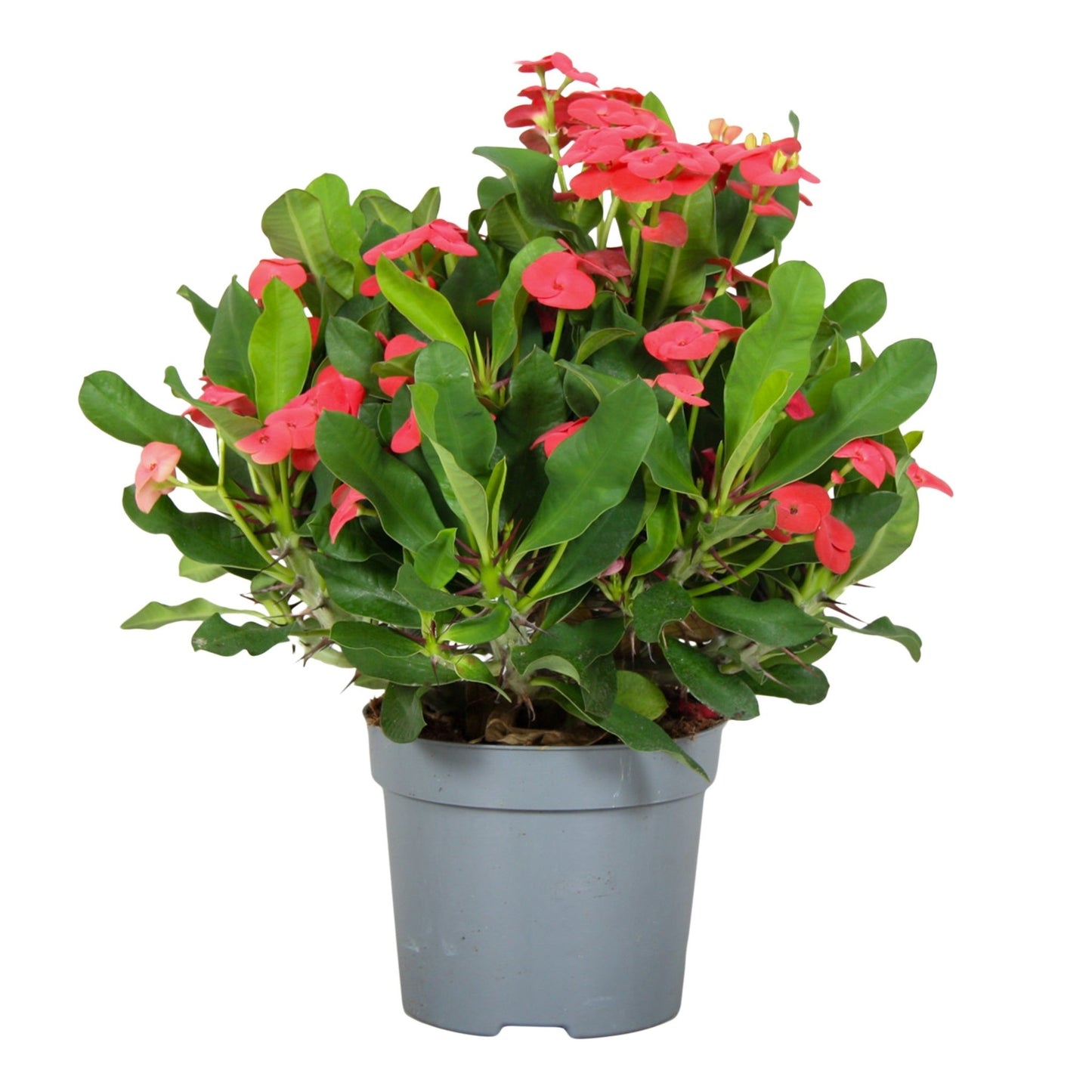 Euphorbia 13cm Milli Vulcano - Flowering The Horti House