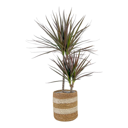 Dracaena 17cm Marginata In Basket - Green Plant The Horti House