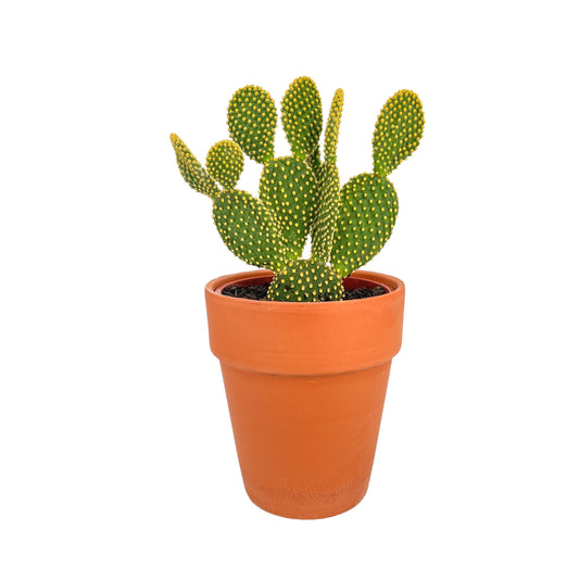 Cacti 17cm Opuntia in Terracotta