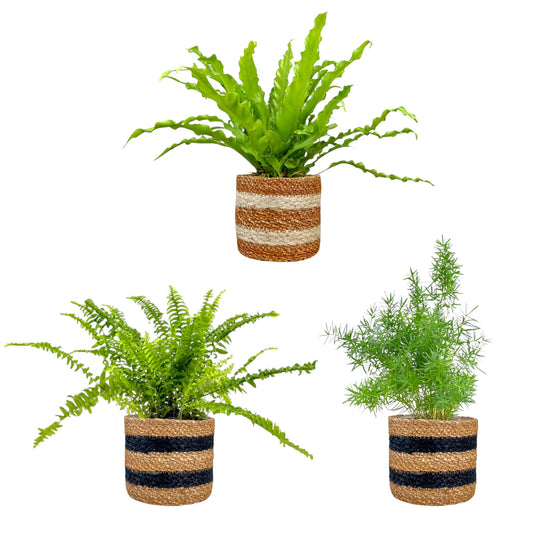 Fern 12cm Mix in Basket - Green Plant The Horti House