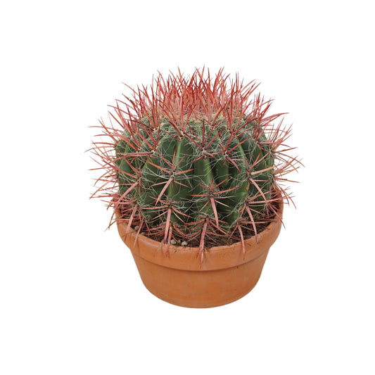 Cacti 20cm Ferocactus In Terracotta
