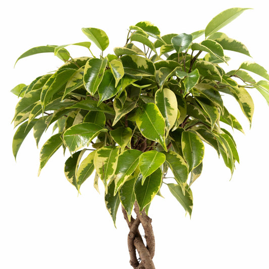 Ficus 12cm Benjamina - Green Plant The Horti House