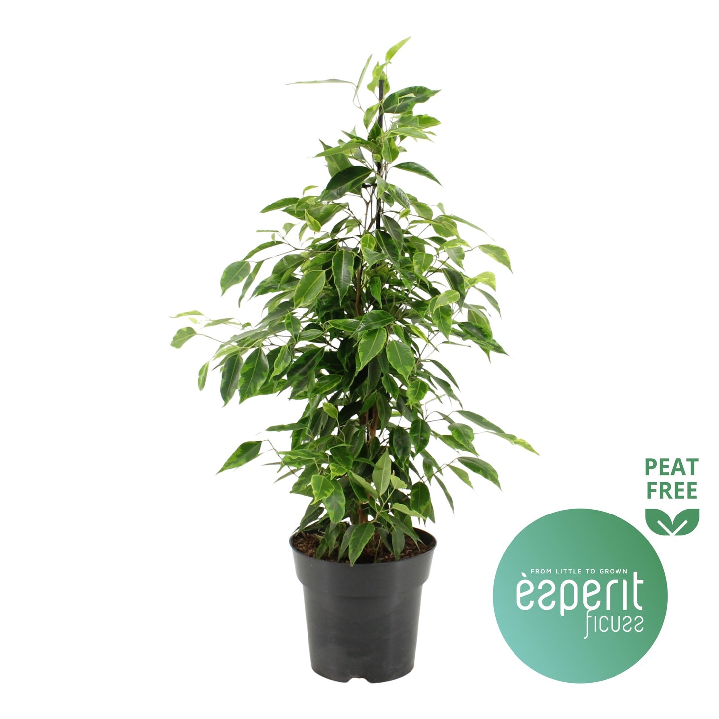 Ficus 17cm Benjamina Anastacia - Green Plant The Horti House