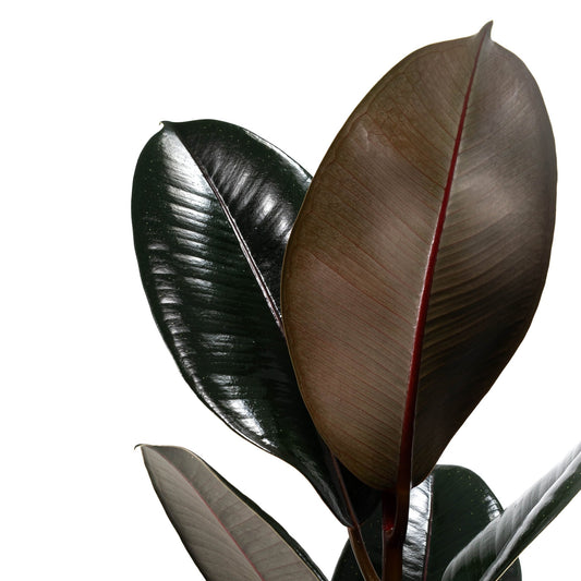 Ficus 17cm Elastica Mix - Green Plant The Horti House