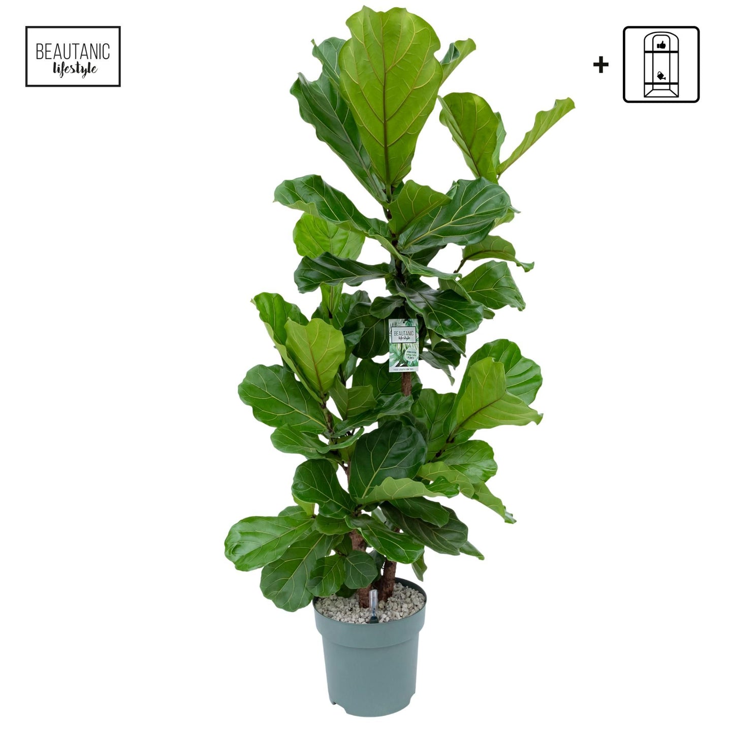 Ficus 30cm Lyrata Multistam Hydro - Green Plant The Horti House