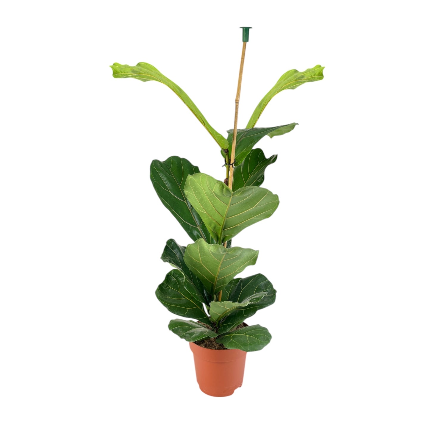 Ficus 21cm Lyrata - Green Plant The Horti House