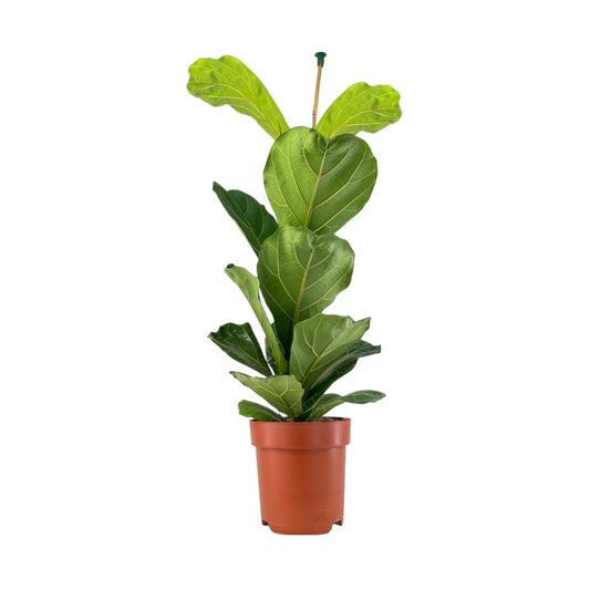 Ficus 21cm Lyrata - Green Plant The Horti House