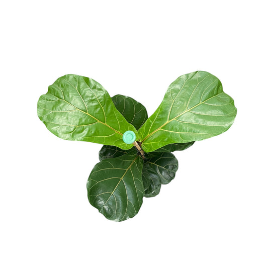 Ficus 21cm Lyrata - Green Plant The Horti House