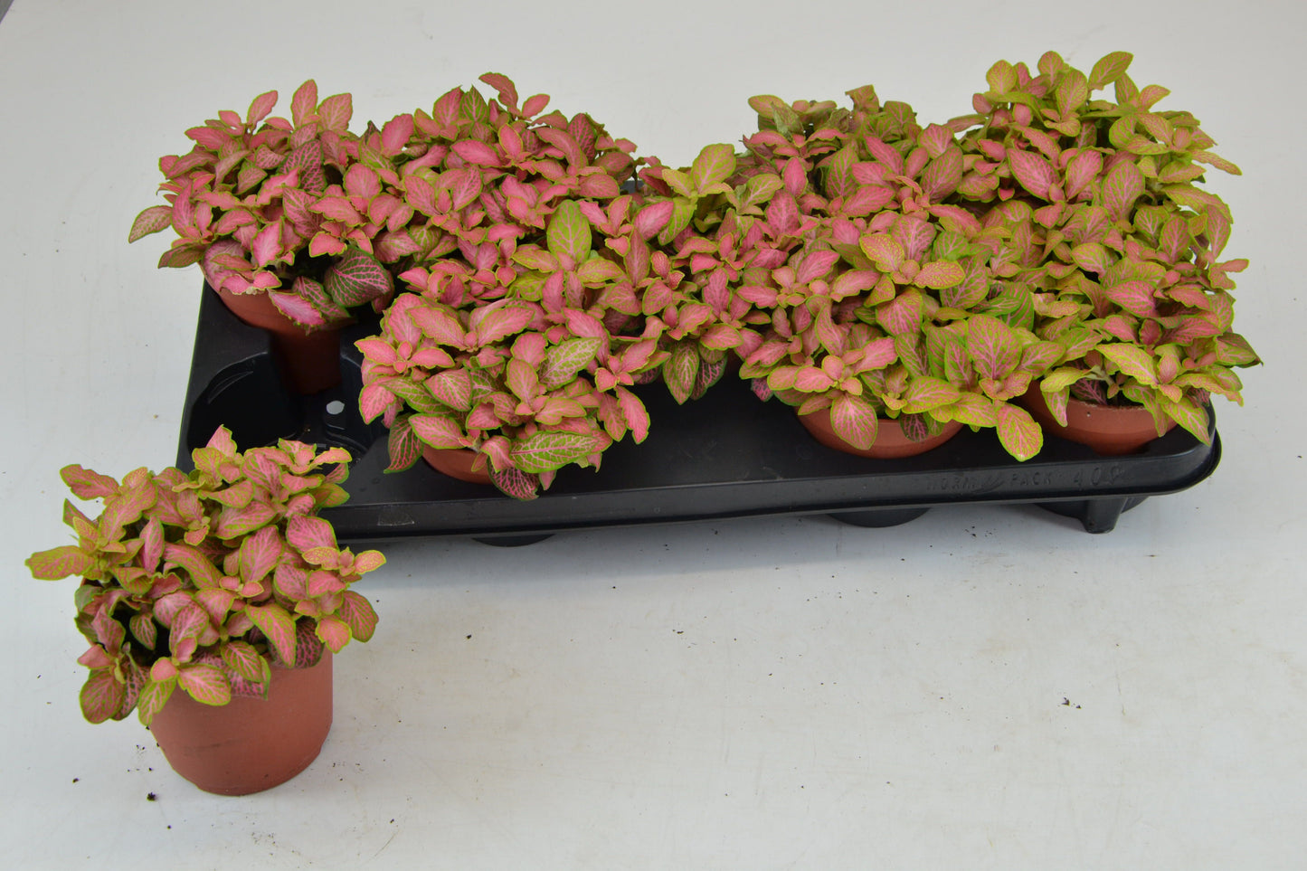 Fittonia 12cm Salmon Ruby Lime
