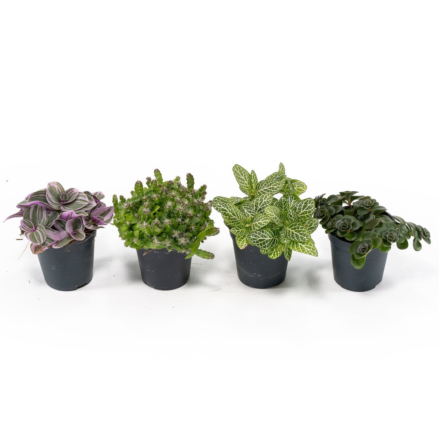 Foliage 5.5cm Plant - Green Plant The Horti House