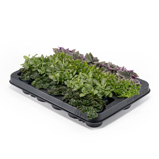 Foliage 5.5cm Plant - Green Plant The Horti House