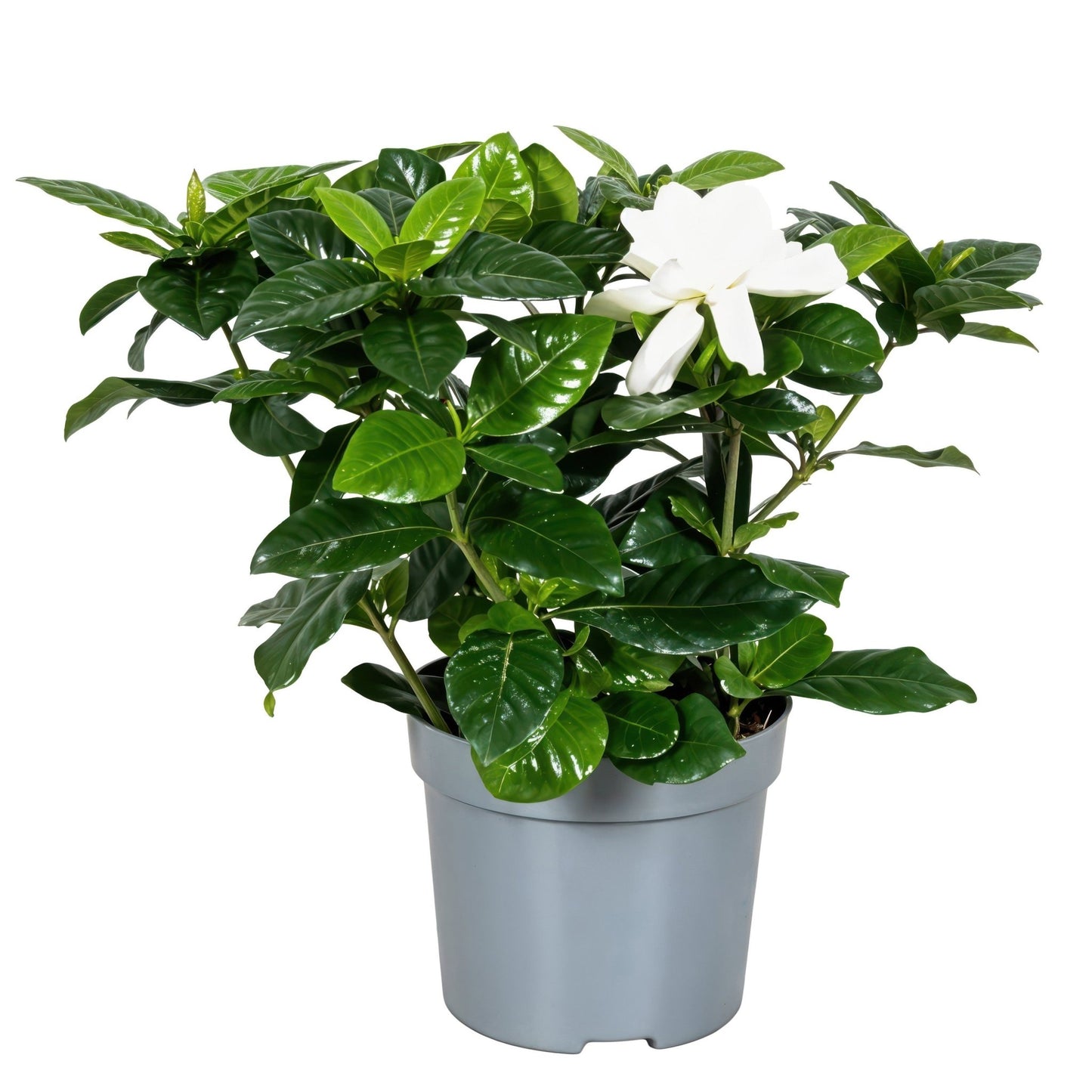 Gardenia 13cm Jasminoides - Green Plant The Horti House