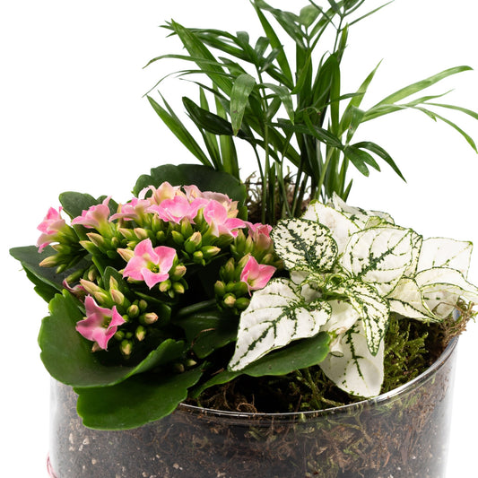 Glass Trio 14cm Planter - Green Plant The Horti House
